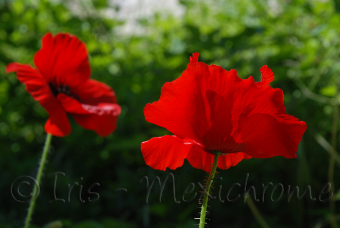 photo de coquelicot