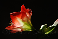 photo d'amaryllis