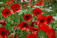 photo de coquelicots