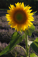 photo de tournesols