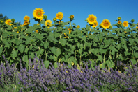 photo de tournesols