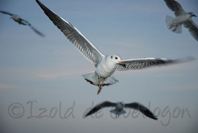 photo de mouette