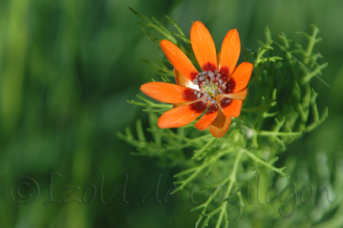 gros plan de fleur d'adonis sur fond vert