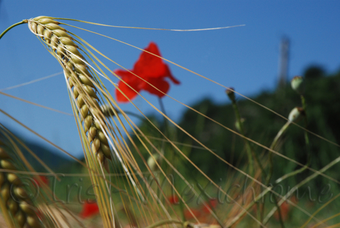 photo de blé