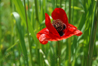 photo de coquelicots