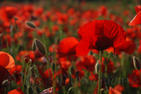 photo de coquelicots