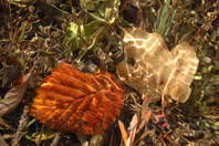 photo de feuilles d'automne