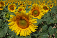 photo de tournesols