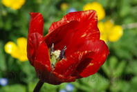 photo de tulipe