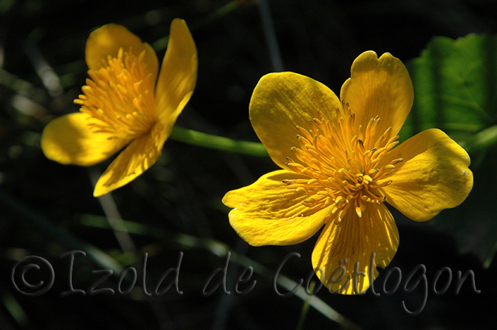 photo de coquelicot
