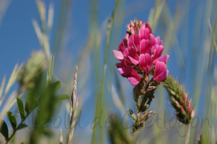 photo de sainfoin