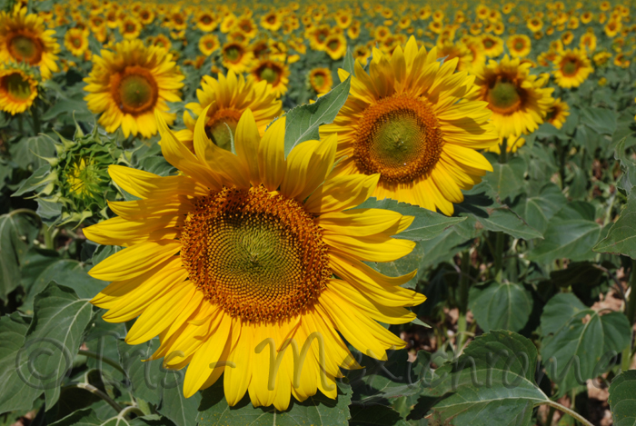 photo de tournesols