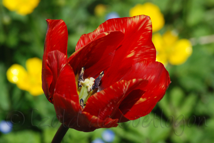 photo de tulipe