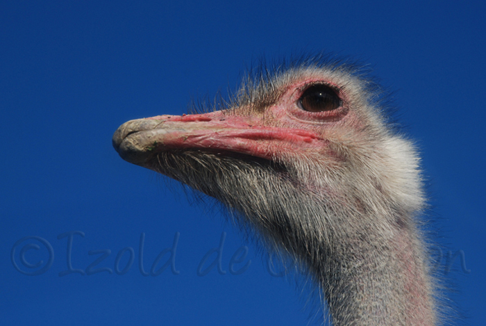 tete d'autruche sur fond de ciel bleu