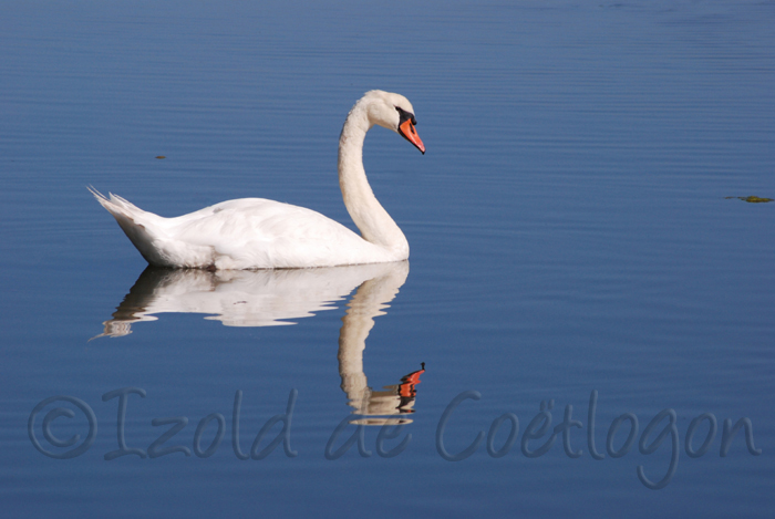 photo de cygne tubercule