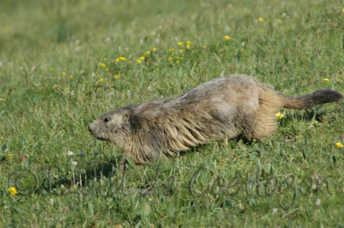 photo de marmotte