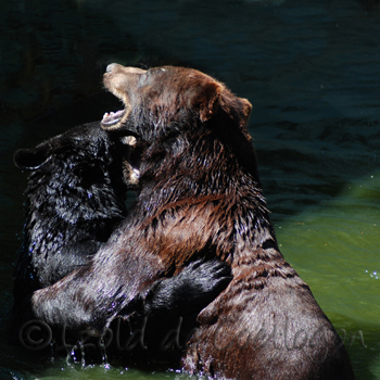 photo d'ours bruns