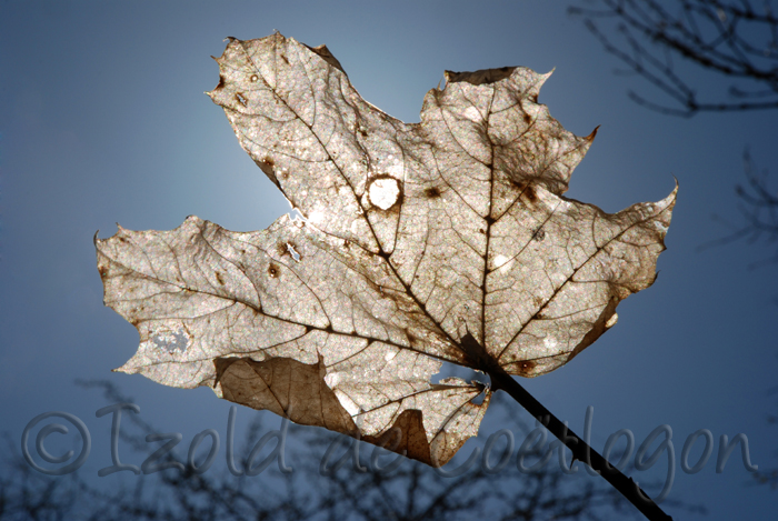 photo de feuille